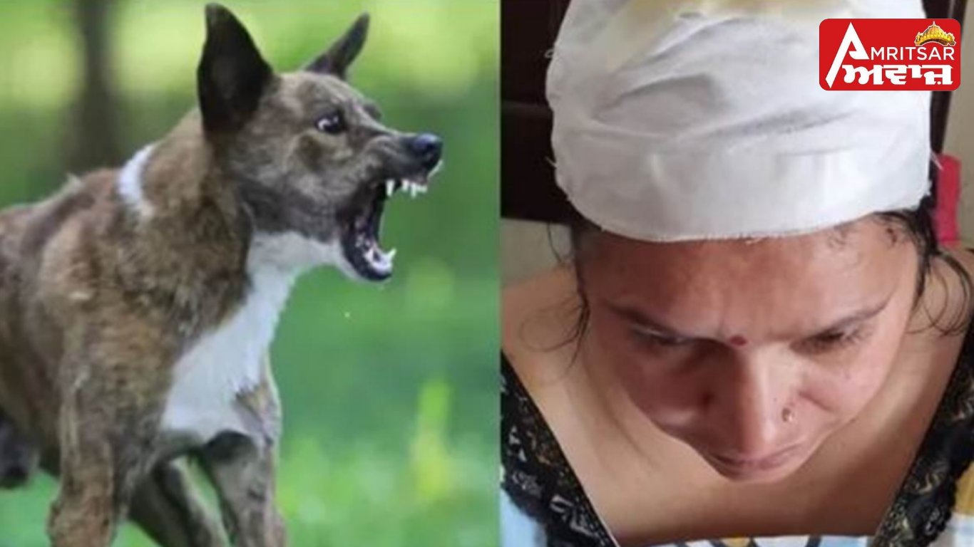 ਮਲੋਟ ‘ਚ ਅਵਾਰਾ ਕੁੱਤਿਆਂ ਨੇ ਔਰਤ ‘ਤੇ ਕੀਤਾ ਹਮਲਾ; ਬੁਰੀ ਤਰ੍ਹਾਂ ਨੋਚਿਆ, ਸਿਰ ‘ਤੇ ਲੱਗੇ ਚਾਰ ਟਾਂਕੇ !