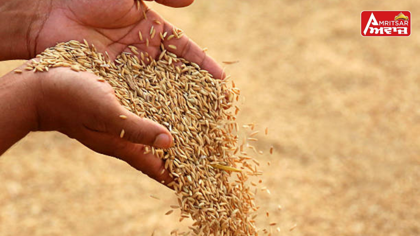 ਗੁਦਾਮਾਂ ਦੀ ਘਾਟ ਕਾਰਨ ਪੰਜਾਬ ਦਾ ਮਿੱਲਰ ਪਰੇਸ਼ਾਨ: ਝੋਨੇ ਦੀ ਸਟੋਰੇਜ ਬਣੀ ਵੱਡੀ ਚੁਣੌਤੀ, ਦੂਜੇ ਰਾਜਾਂ ਵੱਲ ਰੁਖ਼ ਕਰਨ ਦੀ ਨੌਬਤ !